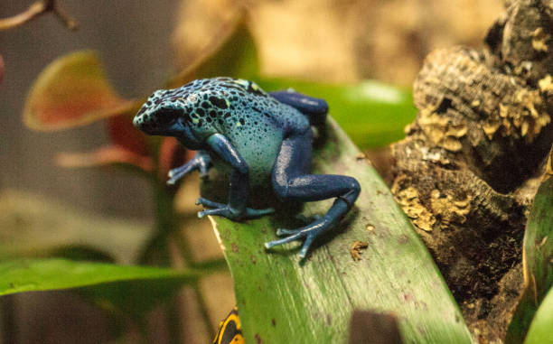 istock Blue poison dart frog Dendrobates tinctorius azureus 693520034