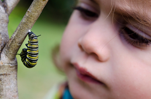Girl looks at a monarch butterfly caterpillar that is begining to turn into a chrysalis. After it increases its mass about 2,000 times it undergoes metamorphosis to become a monarch butterfly.