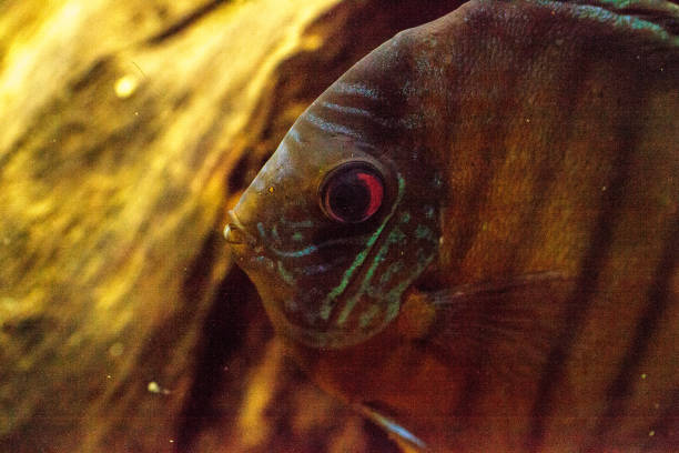 istock Red turquoise discus fish Symphysodon 693525938