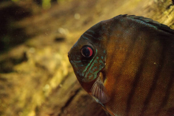 istock Red turquoise discus fish Symphysodon 693527978