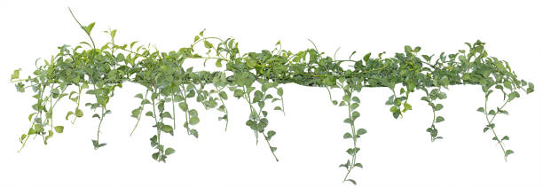 weinlaub, efeu pflanze isoliert auf weißem hintergrund, schneidepfad - ivy vine frame leaf stock-fotos und bilder