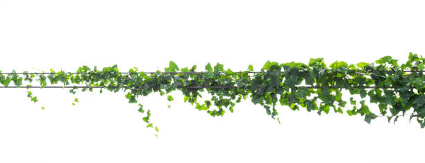 istock Vine leaves, ivy plant isolated on white background, clipping path 693528686