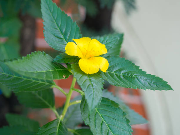 istock Yellow flower closeup on the garden 693528932