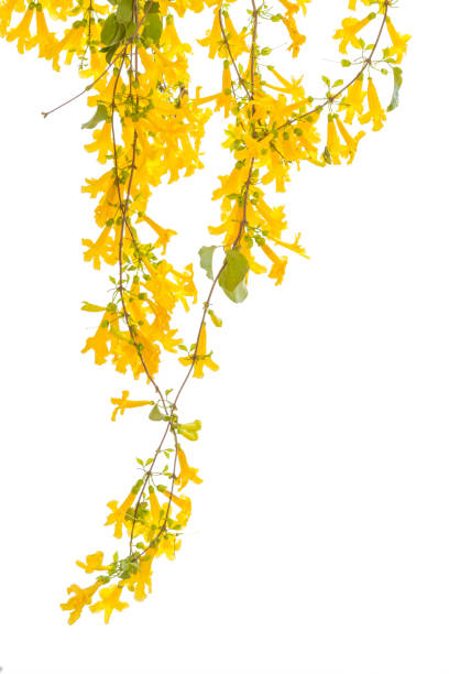 istock yellow flower isolated on a white background. clipping path 693531324
