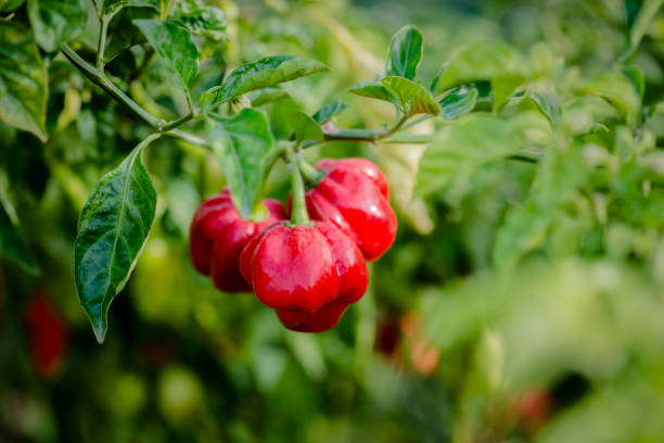 Red ripe scotch bonnet hot spicy pepper plant gardening raw stock photo
