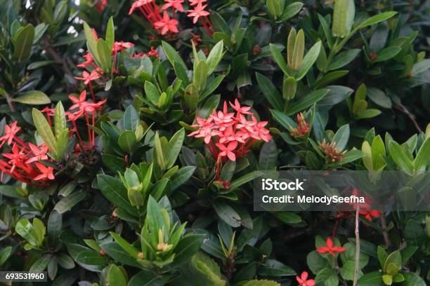 Ixora Flower Stock Photo - Download Image Now - Beauty, Bright, Flower