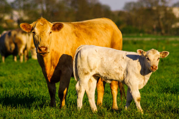 istock Young calf at cow mother 693532218