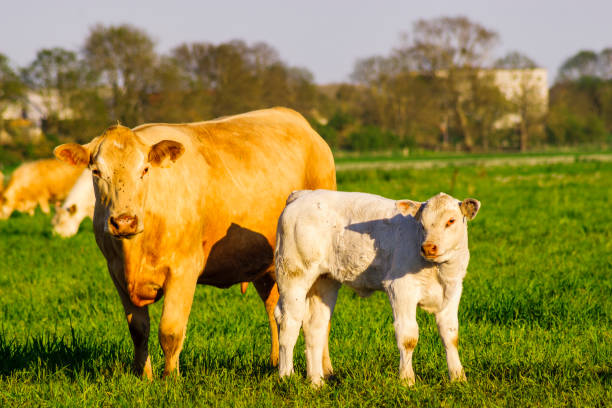 istock Young calf at cow mother 693532264