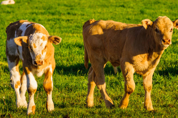 istock Young calf at cow mother 693532316