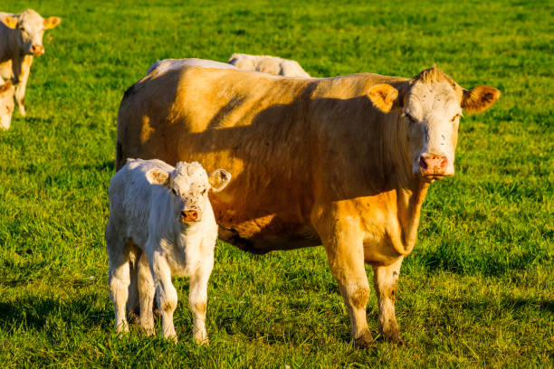 istock Young calf at cow mother 693532376