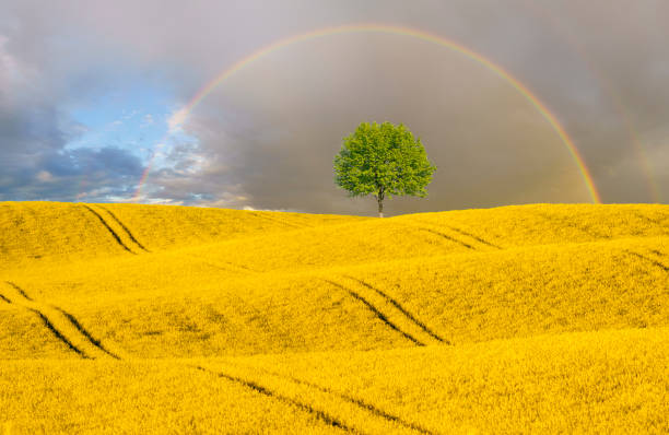 istock field landscape, farmlands summer 693532436
