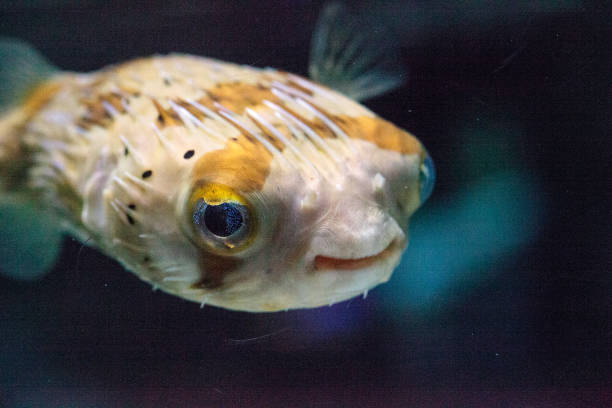 istock Spiny porcupinefish Diodon holocanthus 693534572