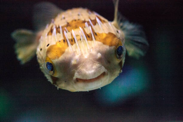 photo of baby blowfish