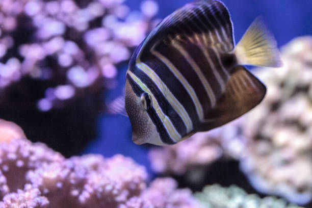 istock Sailfin tang Zebrasoma veliferum 693534726