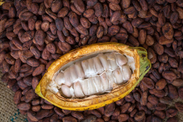 istock Ripe cocoa pod and beans setup on rustic wooden background 693534800