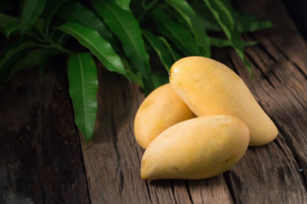 istock Ripe golden mangos with leaf on wooden background 693534824