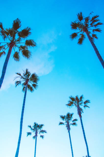 istock Beautiful Newport Beach Sunset under the Palm Trees 693534948