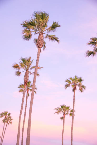 istock Beautiful Newport Beach Sunset under the Palm Trees 693534990