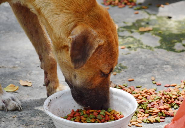 istock dog feeding food on dirty foam cup 693535130