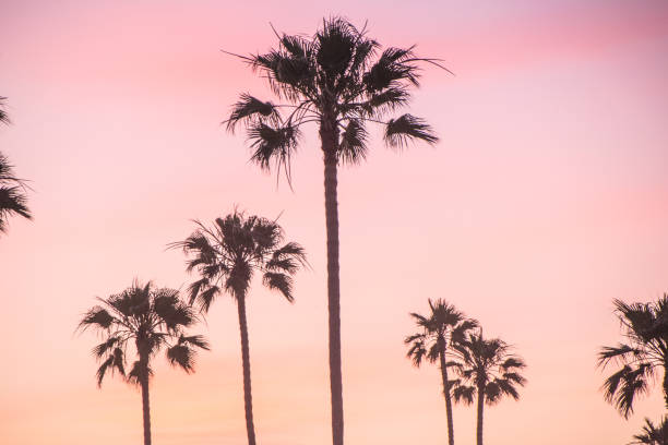 istock Beautiful Newport Beach Sunset under the Palm Trees 693535168