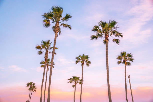 istock Beautiful Newport Beach Sunset under the Palm Trees 693537226