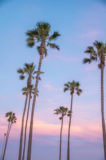 istock Beautiful Newport Beach Sunset under the Palm Trees 693537272