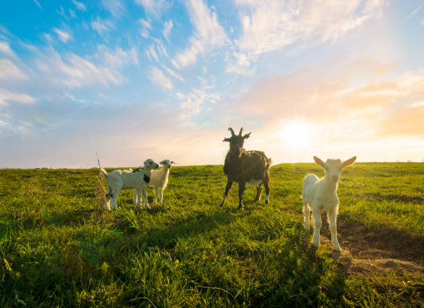 istock A small herd of goats crawling on a meadow on a sunny day 693537386