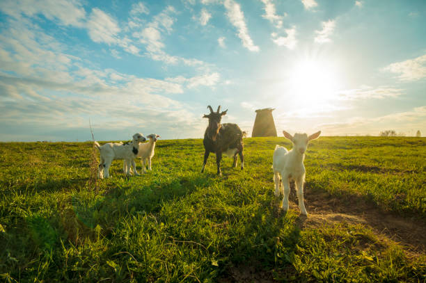 istock A small herd of goats crawling on a meadow on a sunny day 693537402