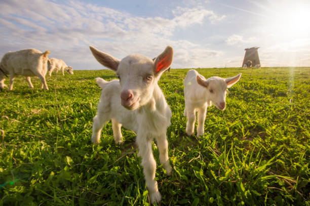 istock A small herd of goats crawling on a meadow on a sunny day 693537416