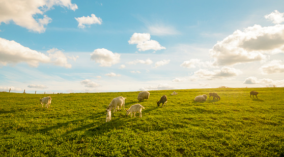 A small herd of goats crawling on a meadow on a sunny day