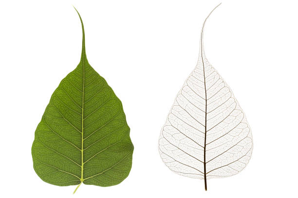 istock green and dry leaves 693538276