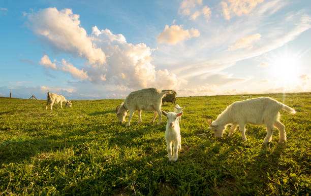 A small herd of goats crawling on a meadow on a sunny day
