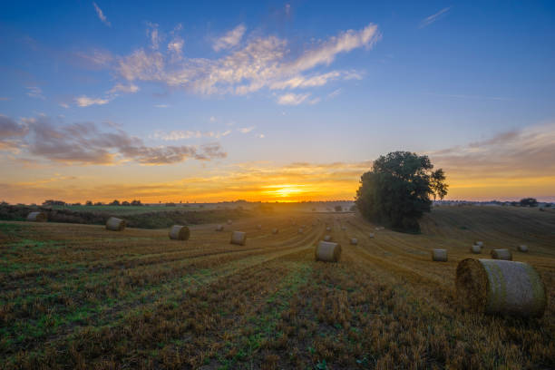 istock Sunrise over the field after the harvest 693538412