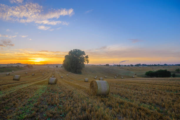 istock Sunrise over the field after the harvest 693538958