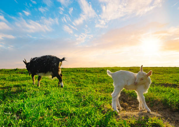 istock A small herd of goats crawling on a meadow on a sunny day 693540486