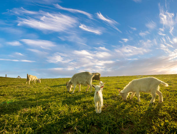 istock A small herd of goats crawling on a meadow on a sunny day 693540512