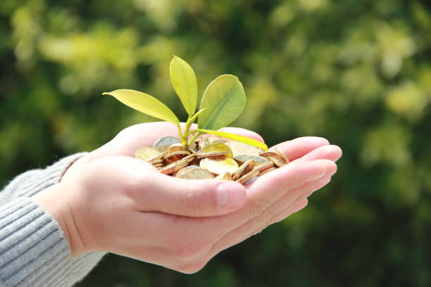istock Money plant growing from coins in hand 693540562