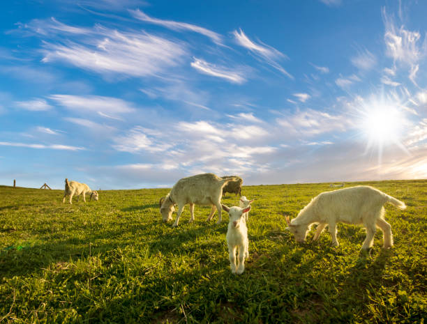 istock A small herd of goats crawling on a meadow on a sunny day 693540612