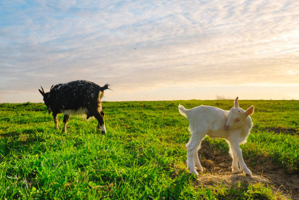 istock A small herd of goats crawling on a meadow on a sunny day 693540968