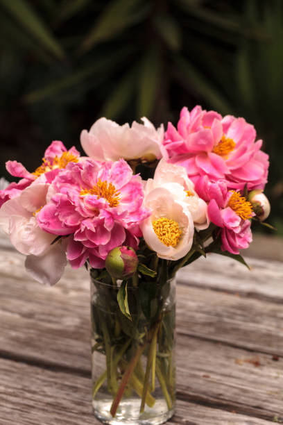 istock White and pink peony flower Paeonia 693541176