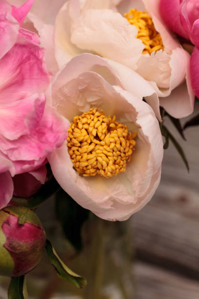 istock White and pink peony flower Paeonia 693541228