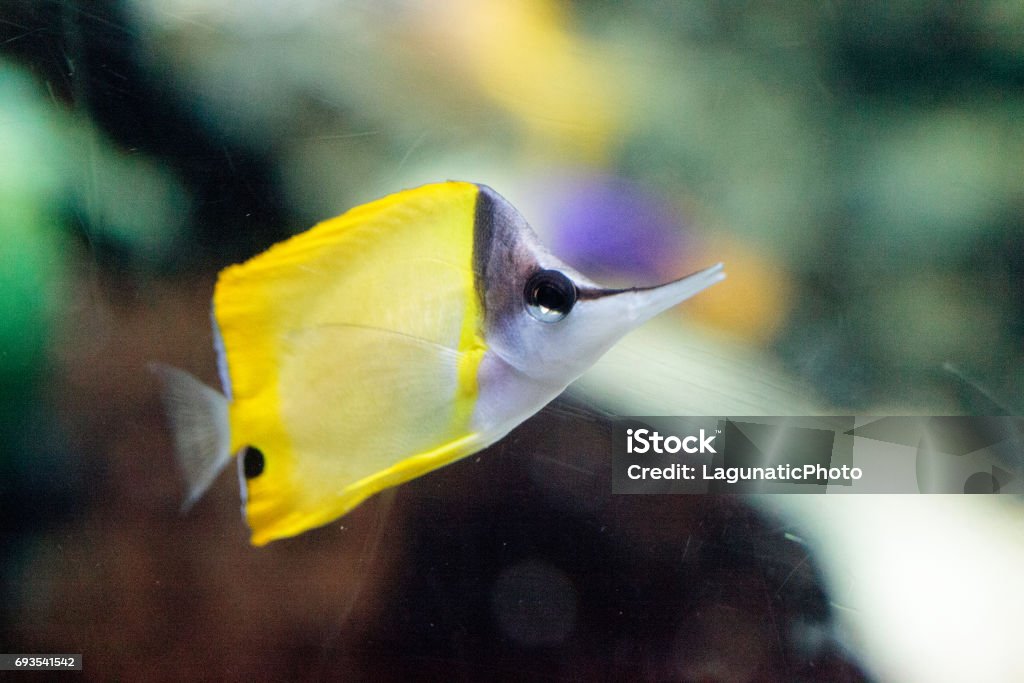 Yellow longnose butterflyfish Forcipiger flavissimus Yellow longnose butterflyfish Forcipiger flavissimus swims over a coral reef Animal Fin Stock Photo
