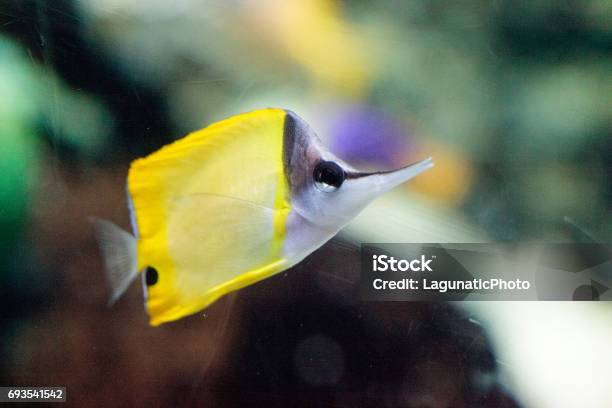 Yellow Longnose Butterflyfish Forcipiger Flavissimus Stock Photo - Download Image Now