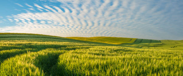 istock Panorama of spring, green field 693541598