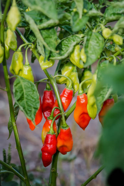 Pimento pepper plant gardening organic spice healthy produce Caribbean food stock photo