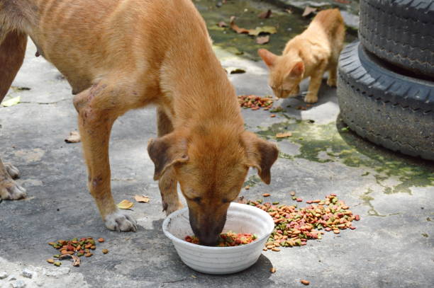 street dog and ginger kitten feeding food in car junkyard - selvagem imagens e fotografias de stock