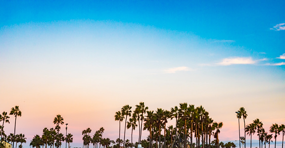 Palm trees at sunset on Venice Beach, Los Angeles, USA