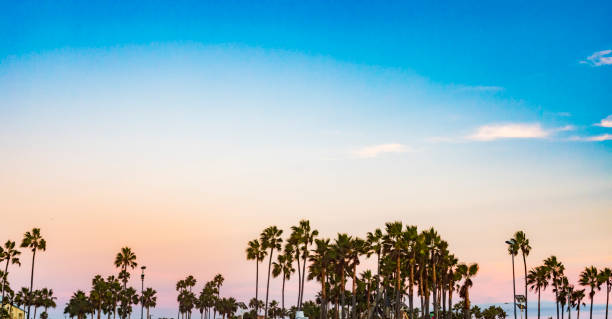 venice beach palmeiras - palm tree california city of los angeles venice beach - fotografias e filmes do acervo