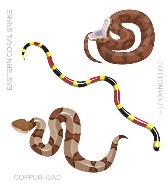 Vector illustration of Snake North American Venomous Set Cartoon Vector Illustration