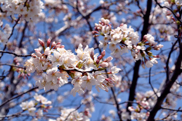 istock Closeup of Cherry Blossoms Flowers 693553240